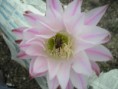 /album/rok-2008/p10111171-jpg/