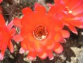 /album/rok-2010/p1010005-jpg/
